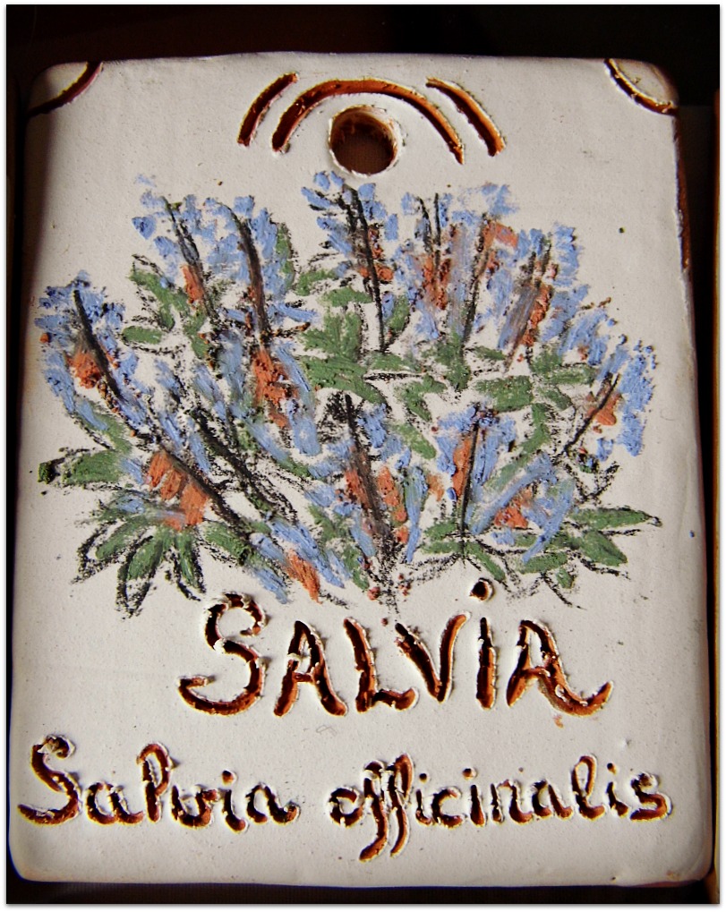 Salvia