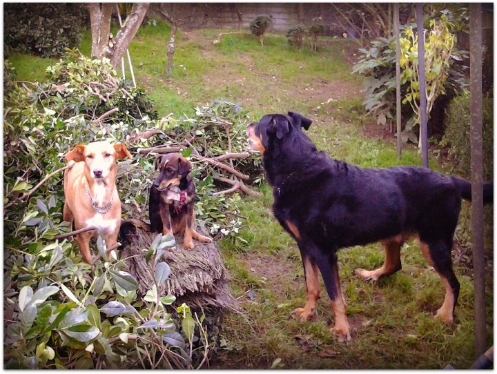 Perros en el jardín
