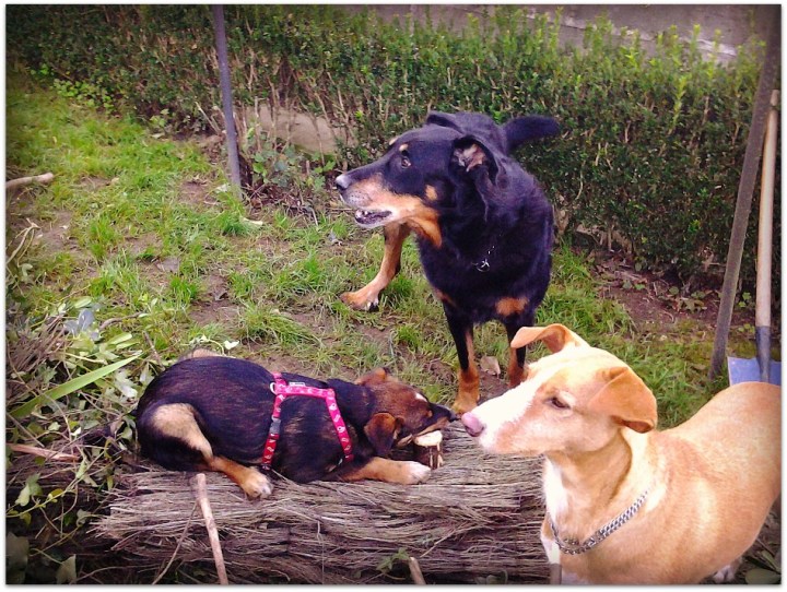 Perros en el jardín
