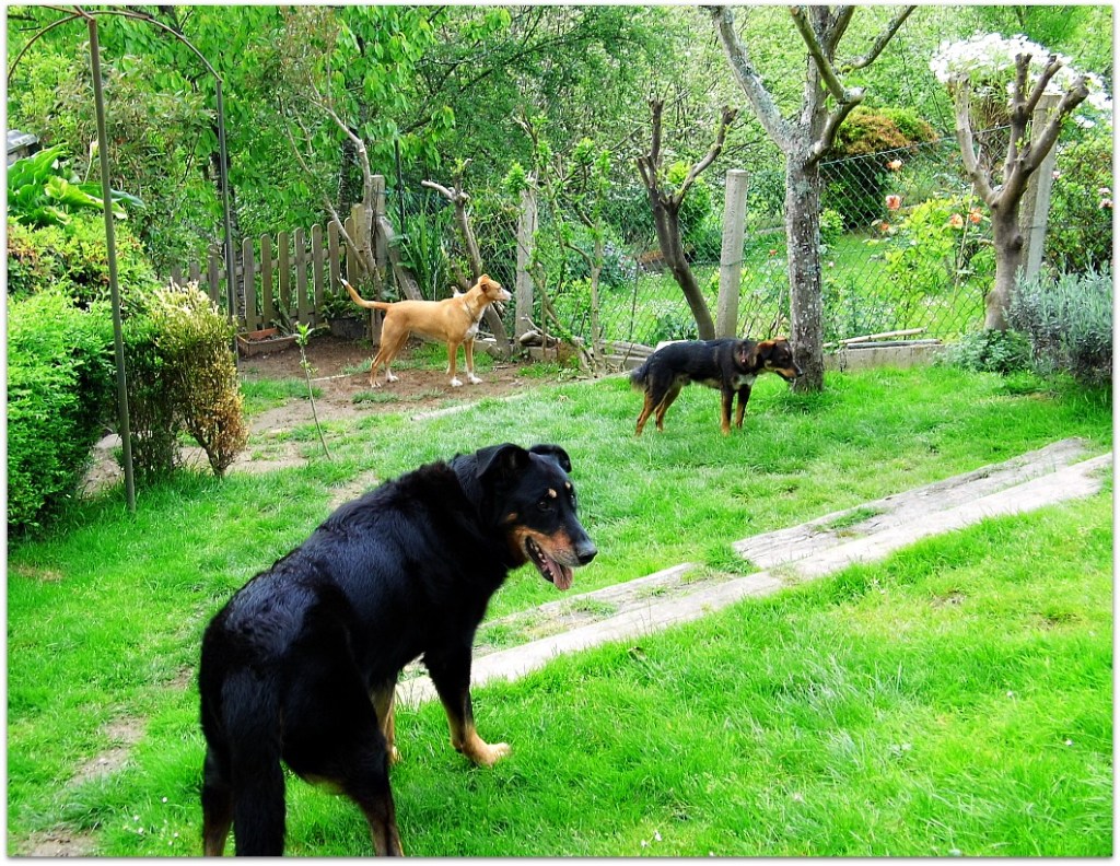 Trío de perros en el jardín