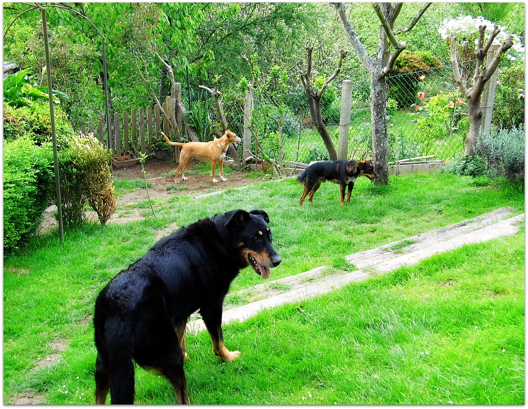 Trío de perros en el jardín