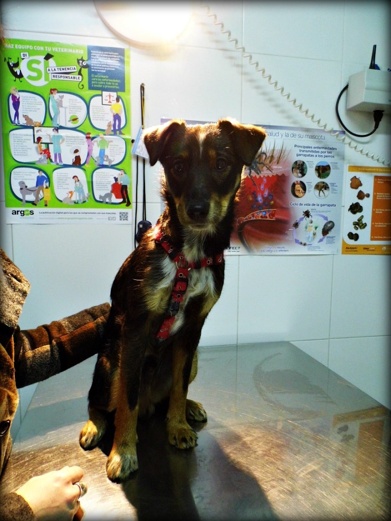 Terror en el veterinario