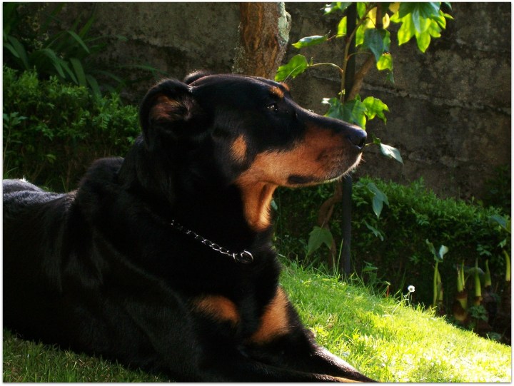 Yako, Beauceron