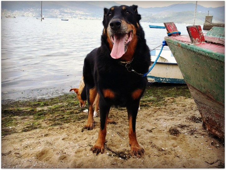 Yako, Beauceron