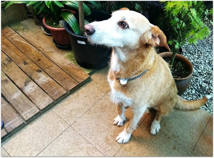 Ruty, perro raza Podenco