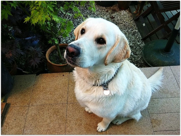 Clay, perro raza Labrador