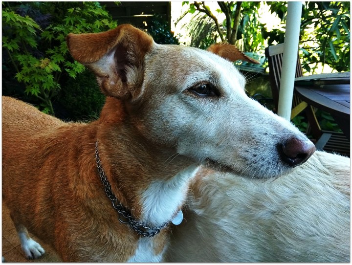 Ruty, perro raza Podenco