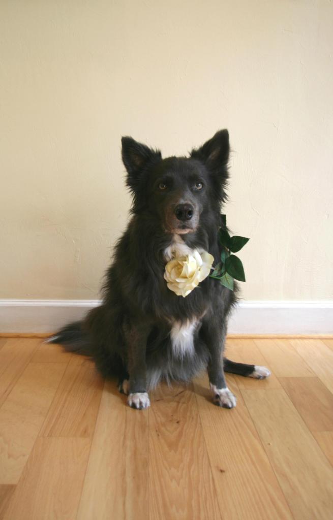 Ms. Zulu, border collie